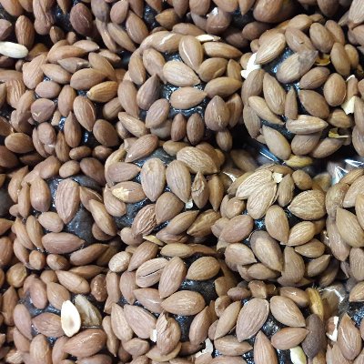 Duble Çekirdekli Kayısı Atomu